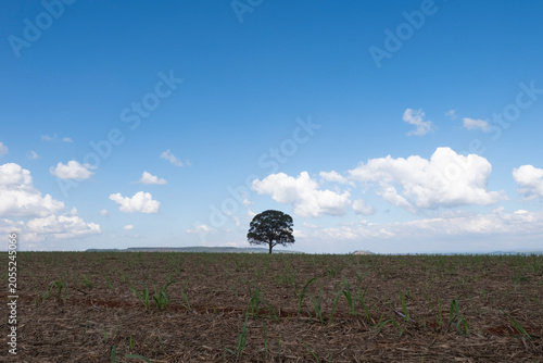 tree