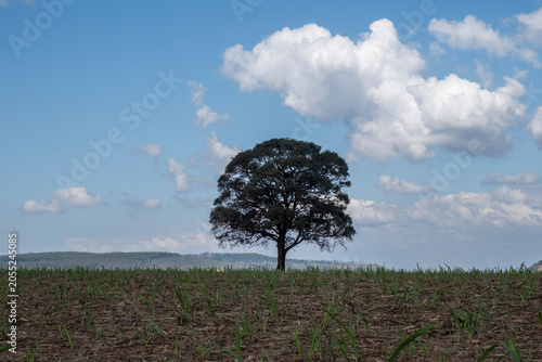 campo com uma árvore