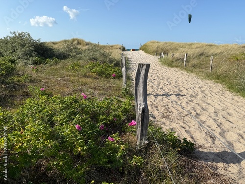 sandy path to the sea through blooming wild rose hedges along the way