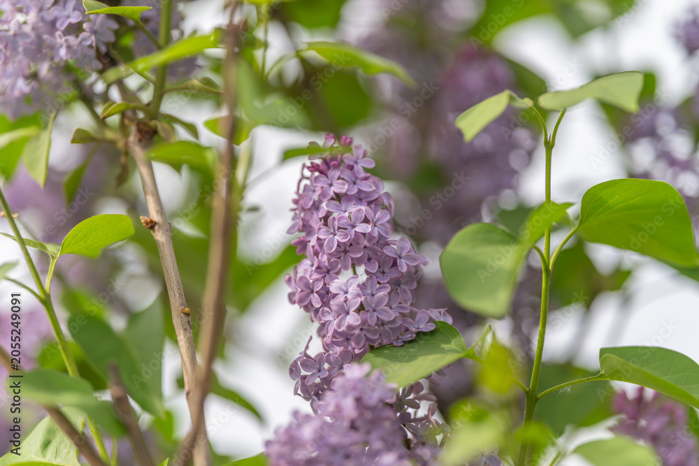 Fototapeta premium Botanical close up lilac inflorescence revealing intricate floral structure and tiny buds, crisp texture, scientific mood ideal for education and plant identification