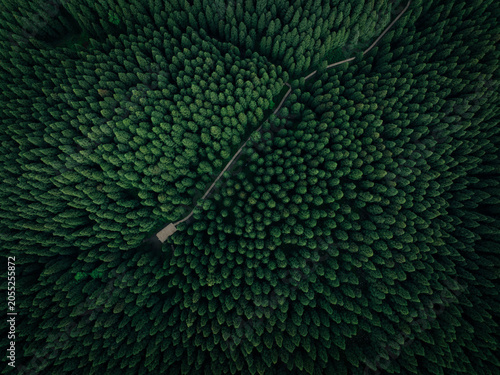Obraz na płótnie Aerial view of wooden boardwalk in beautiful high altitude forest
