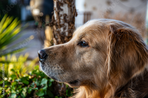 golden retriever portrait