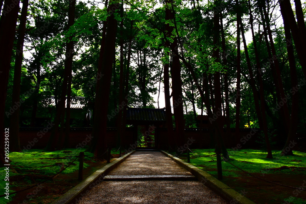 Fototapeta premium 奈良県 奈良市の唐招提寺