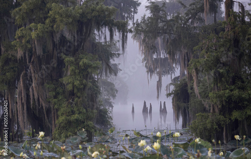 Quadro em tela Mystery is the mood in this southern swamp, where cypress roots protrude and tak