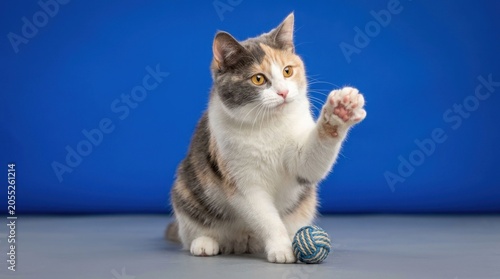 Adorable Calico Cat Playing with Yarn Ball on Blue Background.