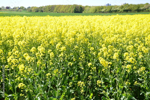 Rapsblüte am Niederrhein