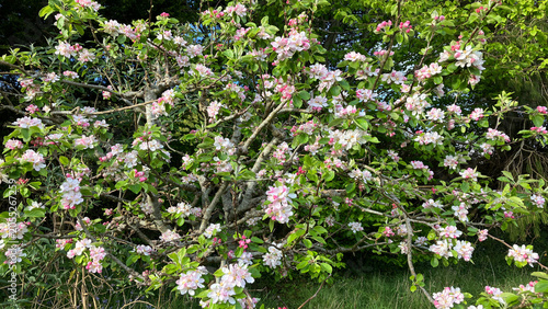 Apple Blossom on an ancient tree in Somerset, England . The county is famous for its apples