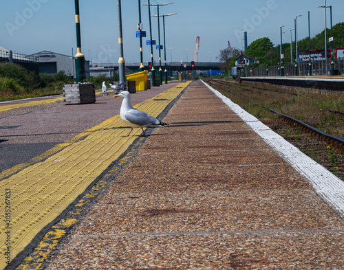 Seagull on the train station platform in Lowestoft, UK
