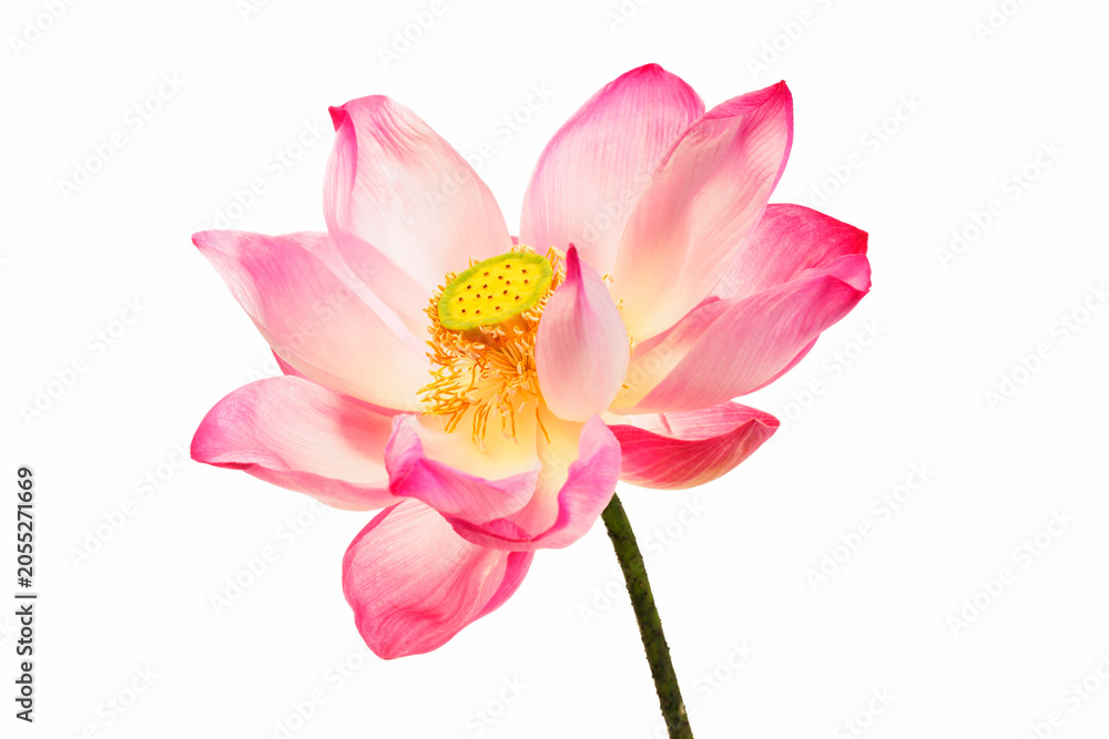 Fototapeta premium Beautiful pink and white lotus flower with yellow seed pod on long stem isolated on white background