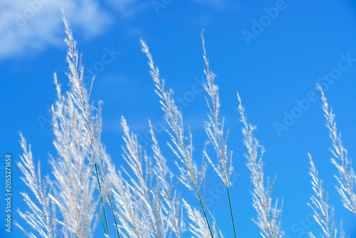 Tall white ornamental grasses swaying in clear blue sky during daytime