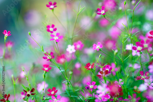 Vibrant Wildflower Meadow with Pink and White Blooming Flowers in Bright Sunlight