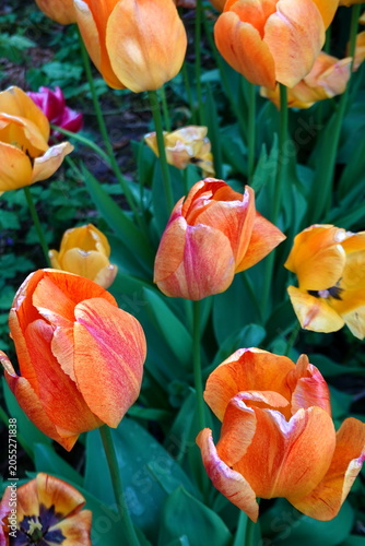 Quadro su tela Halb verblühte Tulpen in einem Park