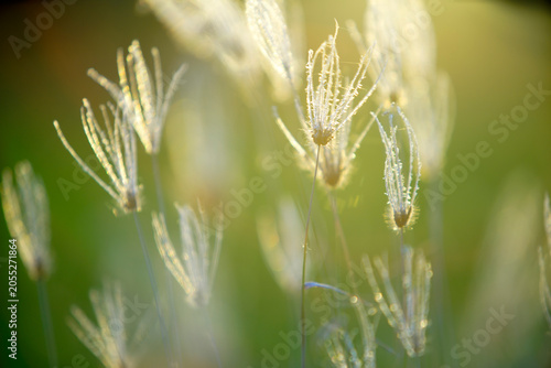 Close-up of dewy grass seed heads illuminated by sunlight during morning