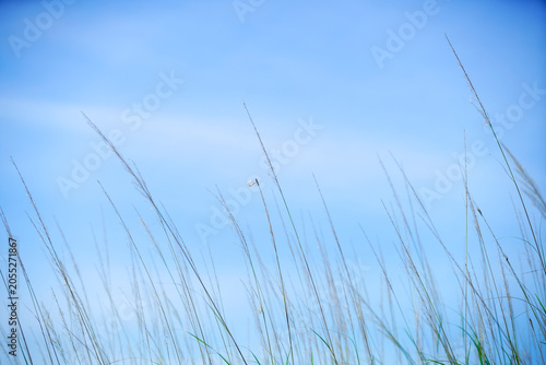 Gentle Breeze Blowing Tall Grass Under Clear Blue Sky in a Field