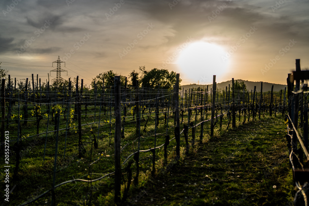 Fototapeta premium Vineyard Landscape with Sunset and Trellis Rows