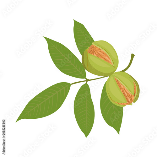 Green Walnut Collection With Leaves