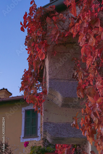 The vibrant autumn foliage of a vine cascading over a stone architectural element, set against a clear blue sky