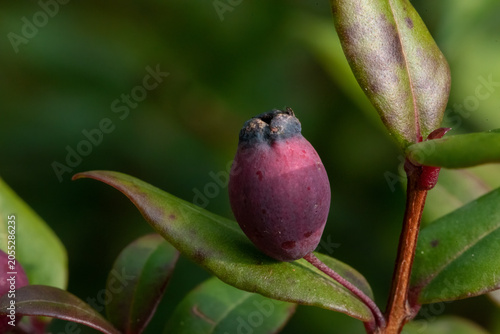 A single, developing berry, transitioning from pink to deep purple, nestled among vibrant green leaves with a softly blurred background