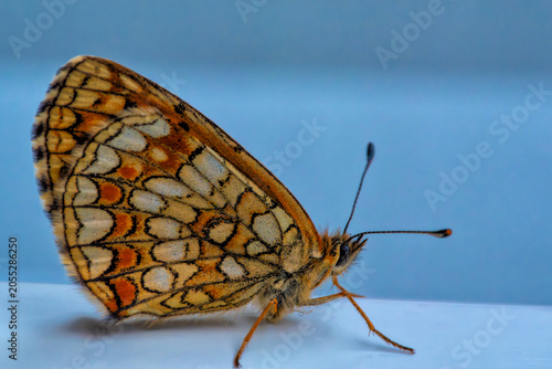 A butterfly with intricate wing patterns resting on a smooth surface against a soft blue background
