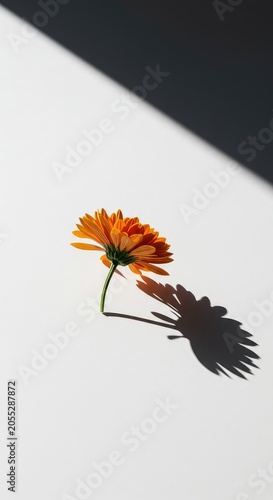 Minimalist outline of a flower head on a pristine white page, symbolizing new beginnings, robust growth potential, and a clean creative space ready for design, minimalist, new, purity
