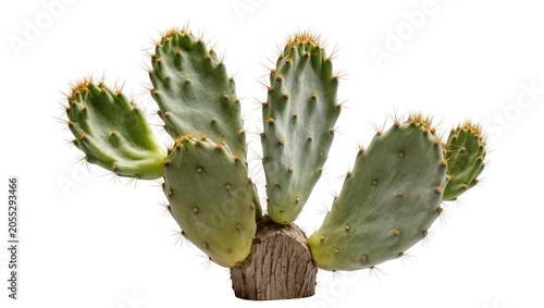 Isolated prickly pear cactus with green pads and sharp golden spines, desert succulent plant