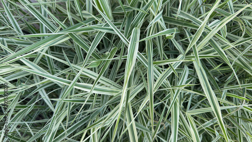 Grass with green leaves with a white stripe. The grass texture is captured as a background.