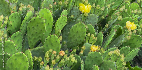 Cacti that bloom with yellow flowers on a sunny summer day
