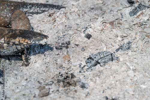 Schilderij op canvas Detailed view of burned forest surface with ashes and residual smoke