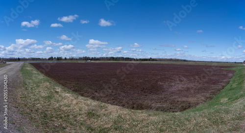 A panoramic view of a cranberry field in summer