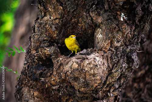 Jilguero dorado macho en cavidad de árbol utilizada como nido en las Yungas jujeñas
