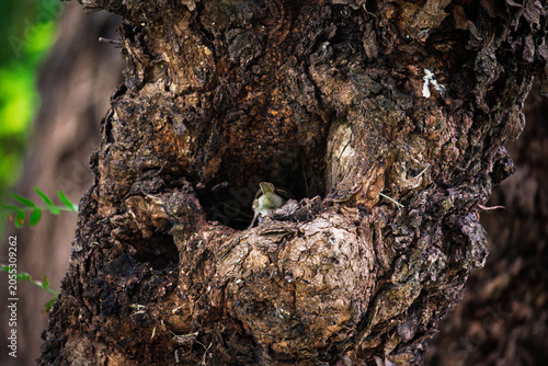Ave de plumaje pardo en cavidad de árbol, jilguero hembra