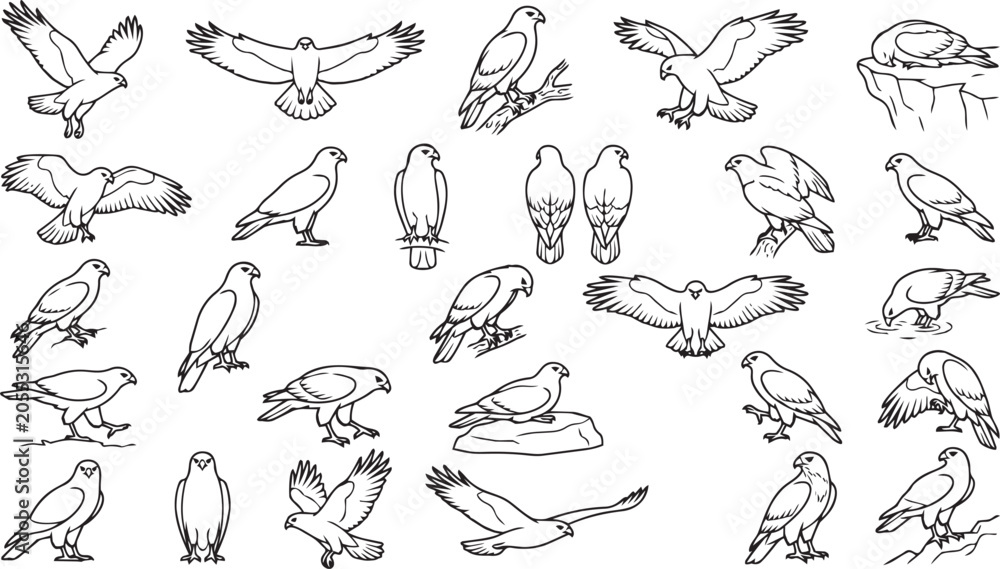 Obraz premium Hawk Line Art Pose Set – Wild Raptor Bird Outline Vector