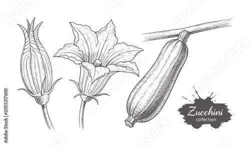 Hand drawn of zucchini fruit and flowers white squash