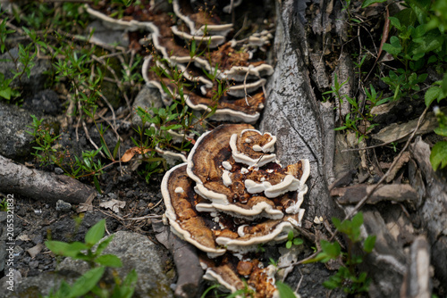Ganoderma or wood fungus, which sticks to old wood that is no longer productive