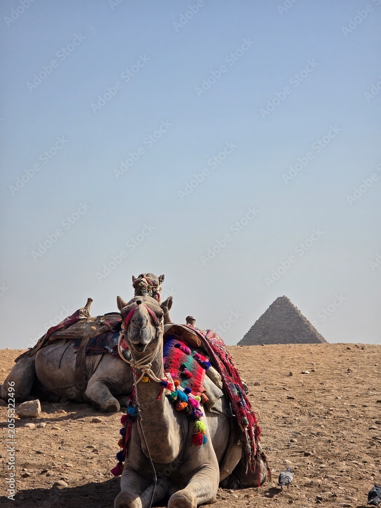 Fototapeta premium Great Pyramids of Giza, Egypt