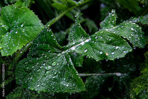 Green Leaves with Water Droplets in Macro Photography