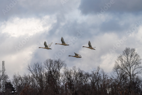 Flock of Tundra Swans Flying Over Bare Winter Trees
