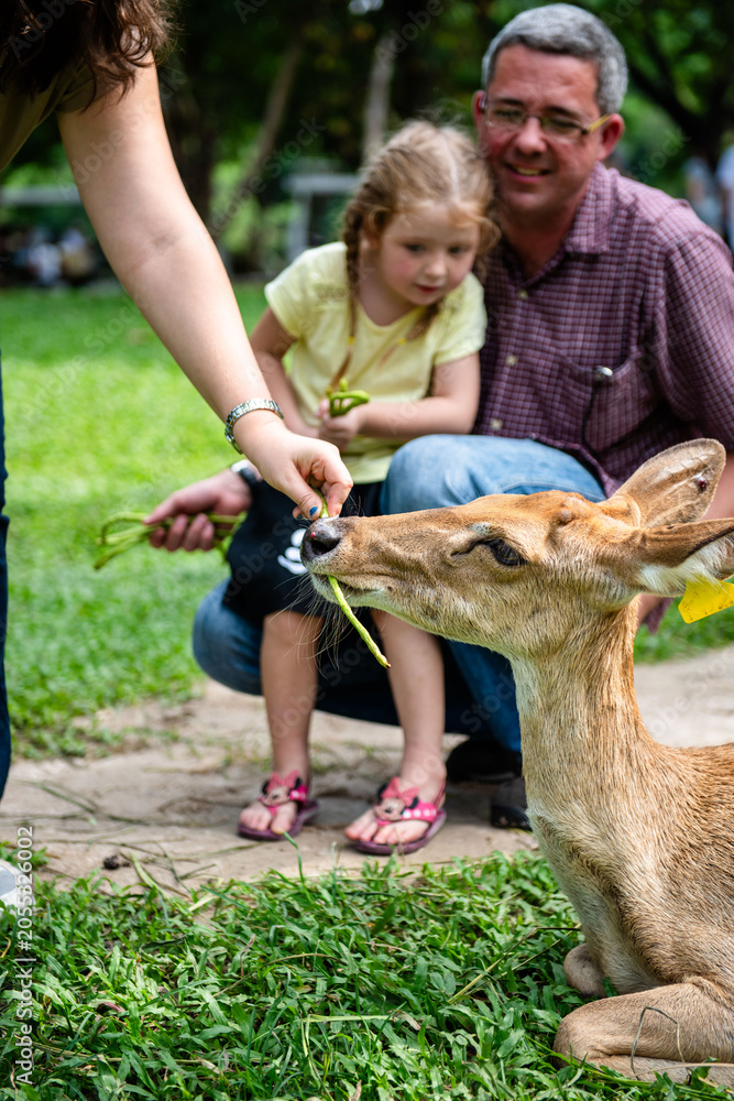 Fototapeta premium A child and adult feed a deer in a park, enjoying a sunny day.