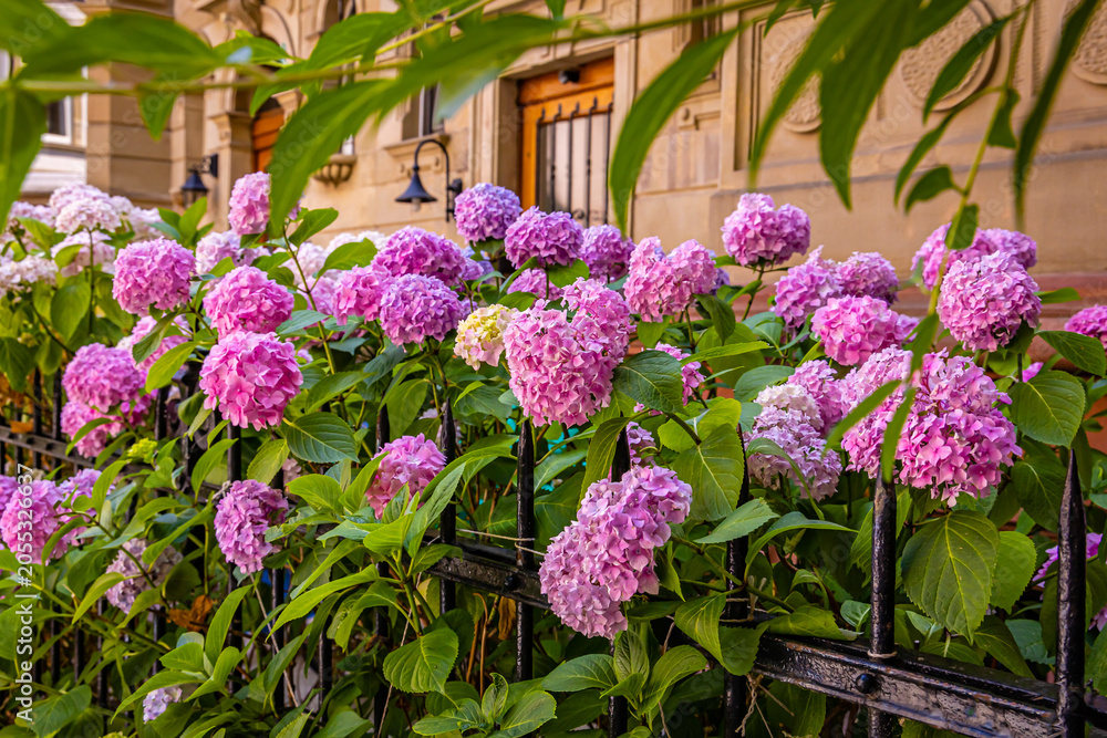 Obraz premium Colorful hydrangeas grow by a black iron fence near a building in a city during daytime in summer