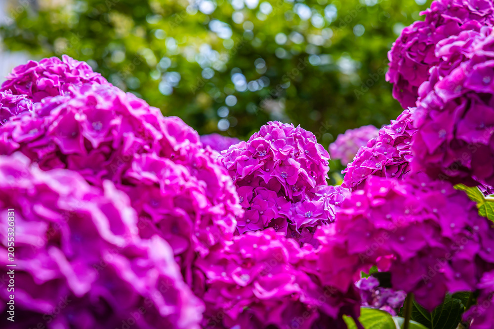 Fototapeta premium Bright purple flowers bloom in a garden under sunny weather during mid-summer in a residential area