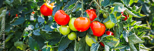 Fotografie Harvesting tomatoes in a garden during summer, showing ripe and unripe tomatoes
