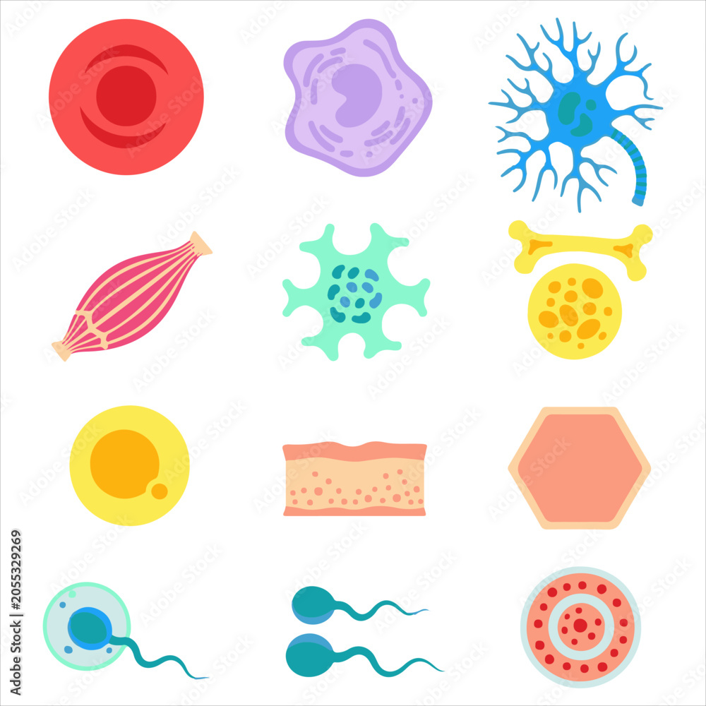 Fototapeta premium Human cell and microscopic biological structure set featuring blood cells neurons and reproductive cells for scientific research and educational biology content