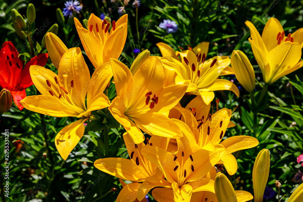 Fototapeta premium Bright yellow lilies grow among other colorful flowers in a garden during springtime in sunny weather