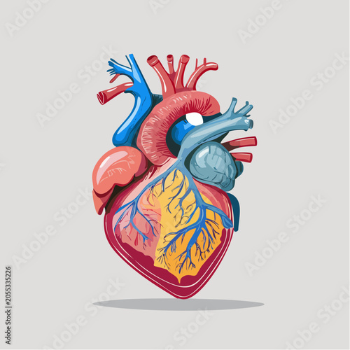 Illustration of a Human Heart with Blood Vessels