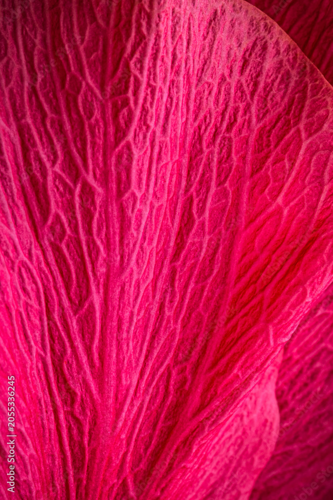 Obraz premium Close view of a bright pink flower petal showing veins and texture during daylight