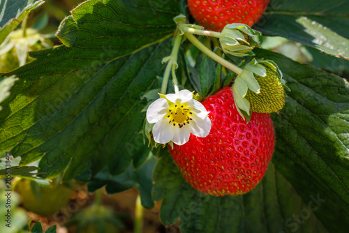 Strawberries growing on a plant during spring in a garden with green leaves and white flowers blooming