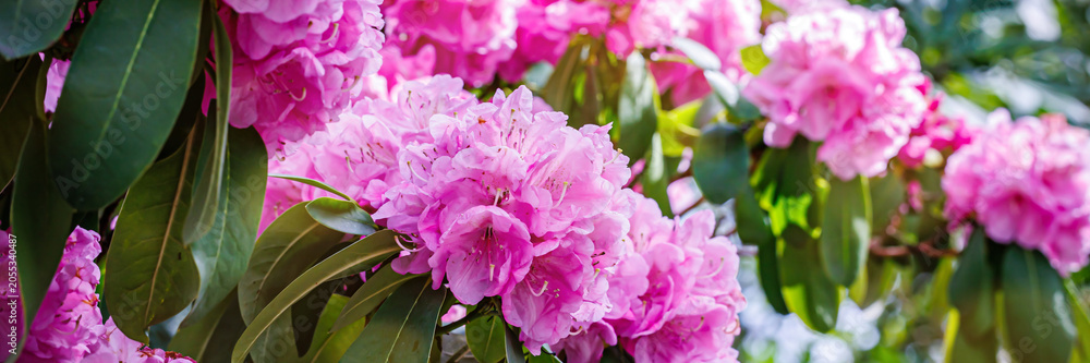 Fototapeta premium Colorful pink flowers bloom on branches in a garden during spring season