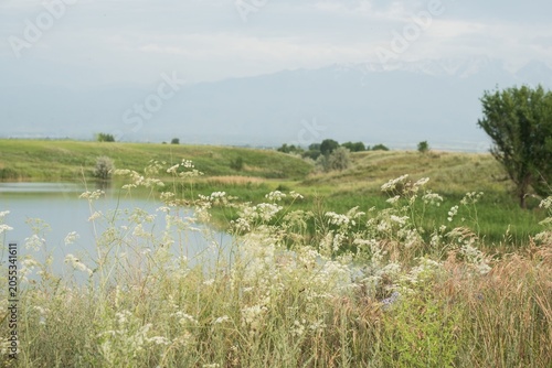 Green meadow with wild white flowers near calm water under hazy mountains. Commercial background for travel, summer recreation, and sustainability concepts with copy space.