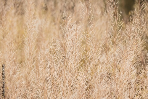 Dry field grass in a soft focus closeup suitable for commercial backgrounds. Abstract natural pattern with texture and neutral beige tones ideal for copy space.