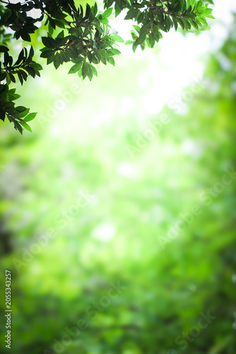 Green leaves border with blurred bokeh background and sunlight.